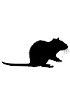 Tissus de rat