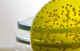Produits pour la phytopathologie
