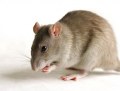 Service à façon : Production d'anticorps polyclonaux de Rat