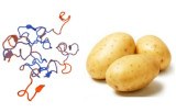 Lectine Solanum tuberosum (STA/STL)